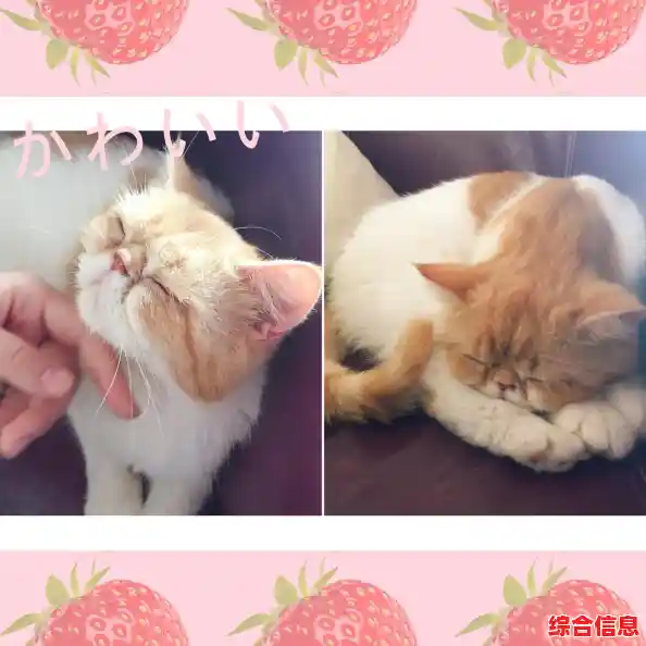 厌倦了压力？何不来《猫王咖啡店》为猫猫调配专属咖啡？