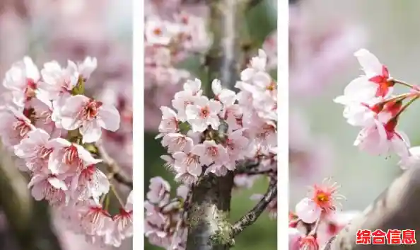 厌倦了传统校园模拟？樱花校园高校日记》的全3D真实体验不香吗？