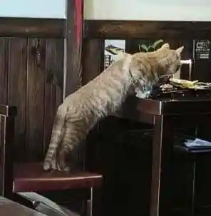 收集萌宠、装扮房间？遇见你的猫》难道不是你的理想之选？