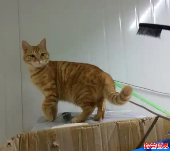 收集萌宠、装扮房间？遇见你的猫》难道不是你的理想之选？