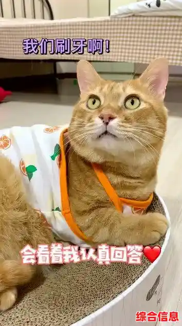 收集萌宠、装扮房间？遇见你的猫》难道不是你的理想之选？