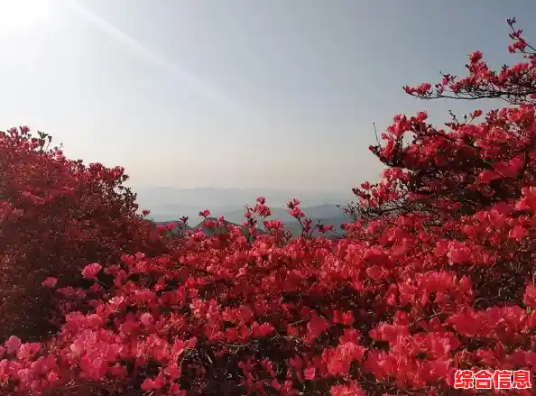 Windows 11更新与安全功能无法打开的实用解决方案