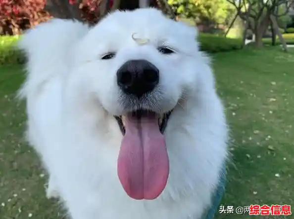 还在寻找卡通风格的宠物游戏？晴天小狗2百度版不香吗？