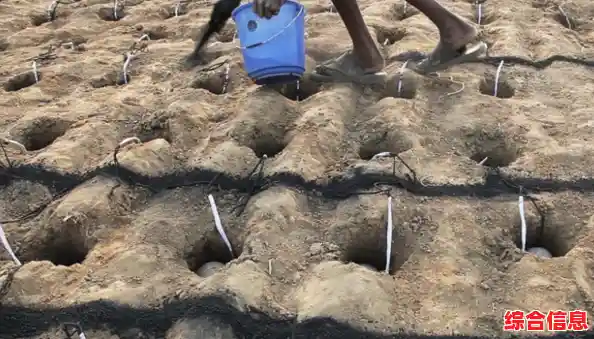 烟花绚烂中的显卡天梯图：沉浸式体验硬件性能与美学融合！