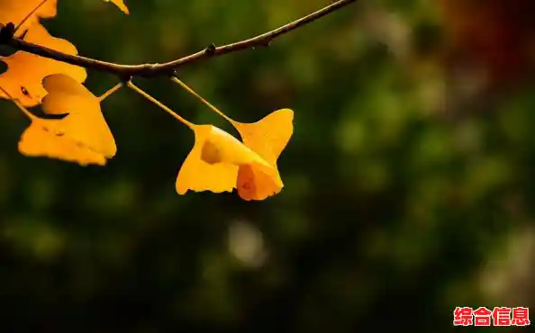 怀念老版本的独特玩法?为何不试试迷你世界怀旧版0.45呢? 怀念老版本的独特玩法?为何不试试迷你世界怀旧版0.45呢?