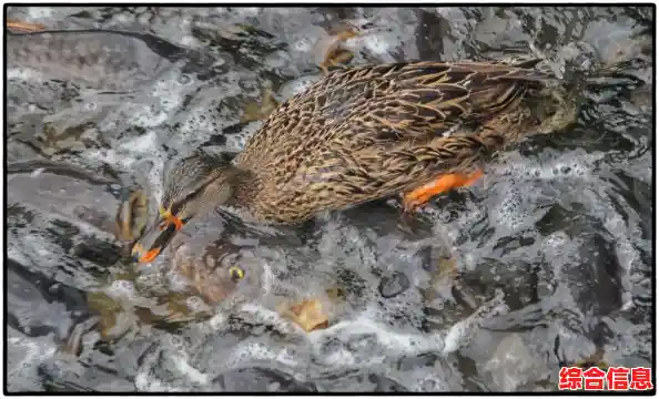 你体验过《动物餐厅》中用小鱼干赚金币,解锁趣味玩法的快乐吗? 你体验过《动物餐厅》中用小鱼干赚金币,解锁趣味玩法的快乐吗?