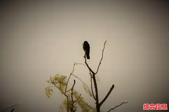 还在寻找心灵慰藉？孤独的鸟儿"让你与小鸟相遇相知！