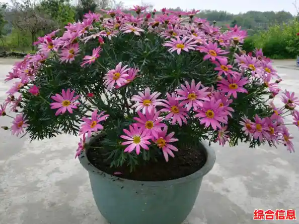 是否还在为游戏难度困扰?超级玛丽无敌版》开启无敌模式,畅玩无忧! 是否还在为游戏难度困扰?超级玛丽无敌版》开启无敌模式,畅玩无忧!