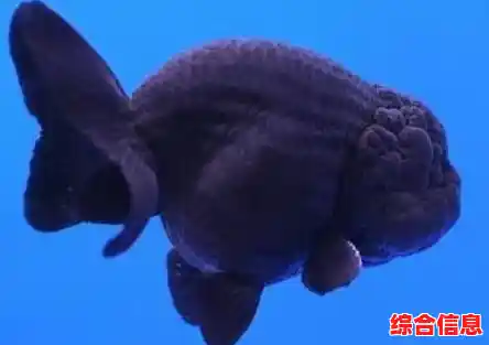 是否还在为游戏难度困扰?超级玛丽无敌版》开启无敌模式,畅玩无忧! 是否还在为游戏难度困扰?超级玛丽无敌版》开启无敌模式,畅玩无忧!