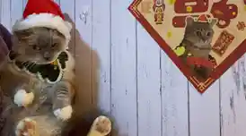 还在寻找打发时间的好游戏?会说话的胡安让你和萌宠对话不无聊! 还在寻找打发时间的好游戏?会说话的胡安让你和萌宠对话不无聊!