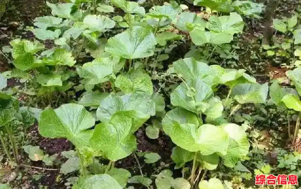 还在找轻松有趣的模拟经营游戏?放置寿司店原版你不容错过! 还在找轻松有趣的模拟经营游戏?放置寿司店原版你不容错过!