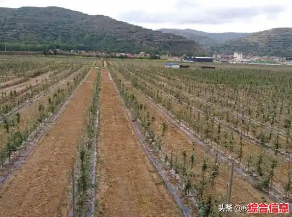 探秘苹果世界：从核心品种到营养功效的深度解析