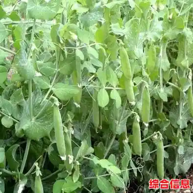 借助豌豆荚手机精灵，轻松实现手机智能化管理，提升日常使用效率