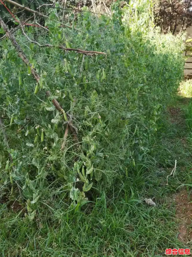 借助豌豆荚手机精灵，轻松实现手机智能化管理，提升日常使用效率