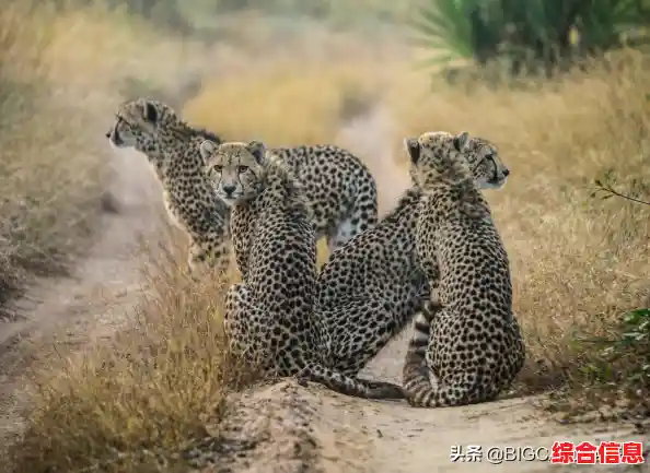 猎豹WiFi下载,高效网络加速助手保障流畅上网不中断 猎豹WiFi下载,高效网络加速助手保障流畅上网不中断