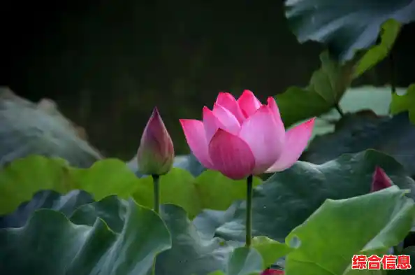 手机主题制作工具精选合集:打造个性化界面的必备应用大全 手机主题制作工具精选合集:打造个性化界面的必备应用大全