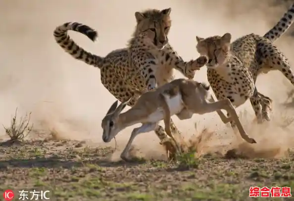 你敢挑战弱肉强食的法则吗?猎豹模拟器》等你来战! 你敢挑战弱肉强食的法则吗?猎豹模拟器》等你来战!