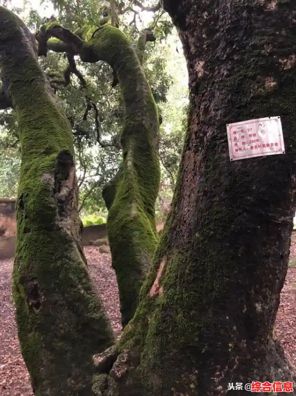 想亲手打造属于你的田园梦想？快来下载农场小镇正版吧！