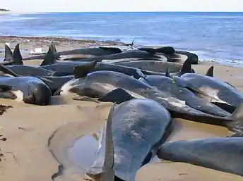 厌倦了复杂操作？来试试《搁浅岛屿(Stranded Island)的轻松经营乐趣如何？