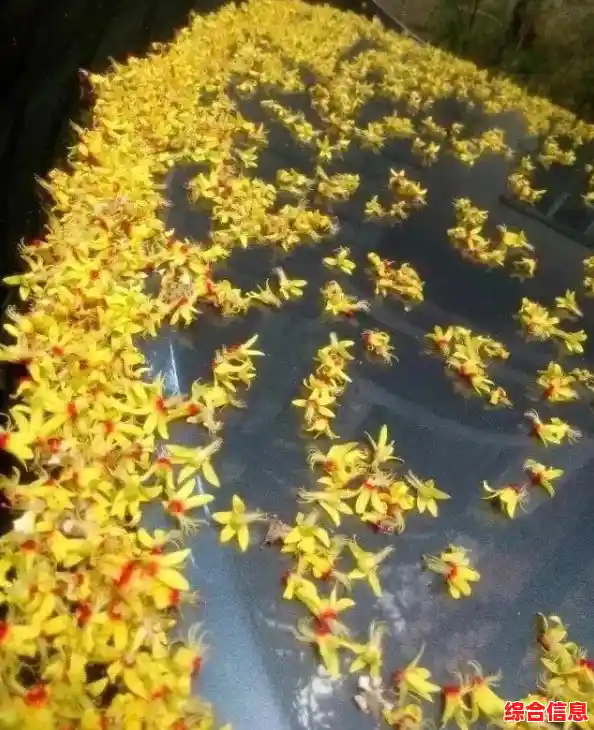 可爱小狗的星星冒险，你准备好解开《星径》的谜题了吗？