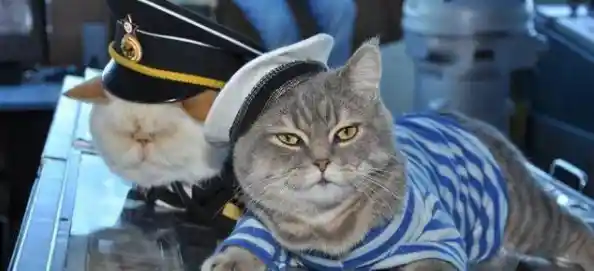 谁能拒绝毛茸茸的战场?我是猫猫》一局就上头! 谁能拒绝毛茸茸的战场?我是猫猫》一局就上头!