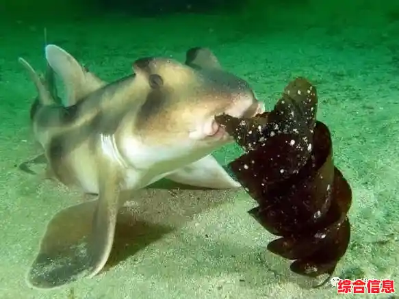 如何亲手培养独一无二的萌系鲨鱼?答案就在《我的小鲨鱼》 如何亲手培养独一无二的萌系鲨鱼?答案就在《我的小鲨鱼》