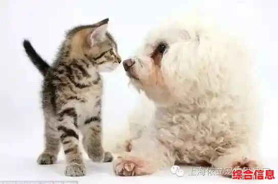 谁说虚拟宠物不够真实?遇见你的猫国际版》用亲密度证明给你看! 谁说虚拟宠物不够真实?遇见你的猫国际版》用亲密度证明给你看!