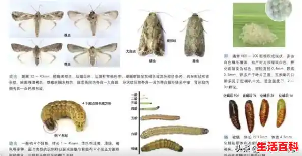 河北有哪些县区/草地贪夜蛾在河北省什么时候
